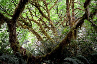 La evidencia científica está confirmando la importancia que tienen los pueblos indígenas para conservar los bosques.

