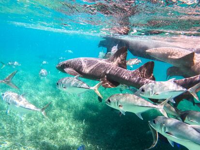 Un grupo de tiburones nodriza y otros peces en Shark Ray Alley, en Belice.