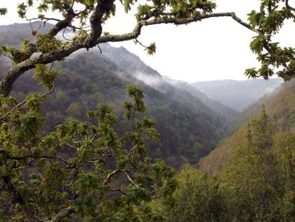 Vista de la zona del parque que se salv&oacute; de las llamas.