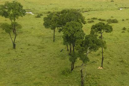 Vista de la sabana del Massai Mara amb una lleona sota l'acàcia de la dreta.