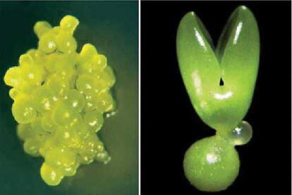 Brotes de naranjo que pueden originarse en una única célula somática.

/ USHRL/ARS/USDA

Las supernovas en galaxias lejanas dan pistas sobre la energía oscura del universo (izquierda), e imagen del cerebro en funcionamiento. 

/ HIGH-Z SUPERNOVA SEARCH TEAM/HST/NASA / LESTER LEFKOWITZ