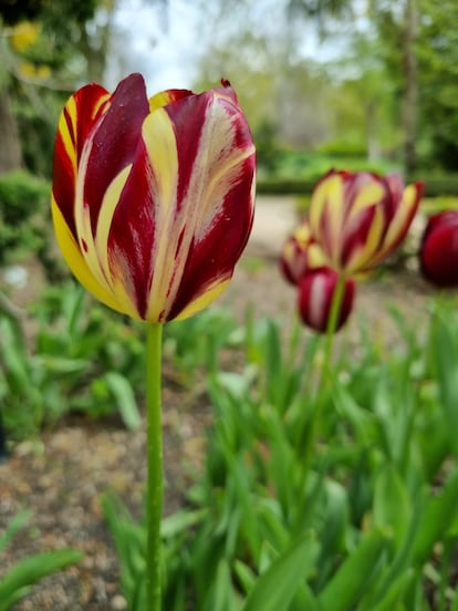 A tulip in full bloom.