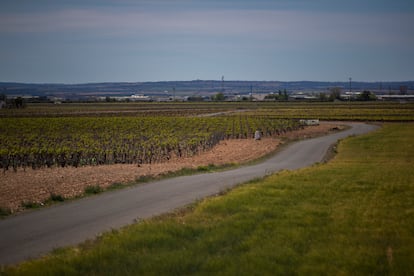 Viñedos de Tomelloso, Ciudad Real. 