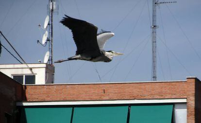 Una garza real sobrevuela Madrid.