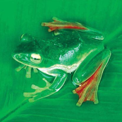La rana voladora 'Rhacophorus suffry'