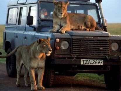 Dos leones subidos a un todoterreno en el documental &quot; Cinco felinos y una c&aacute;mara&quot;.