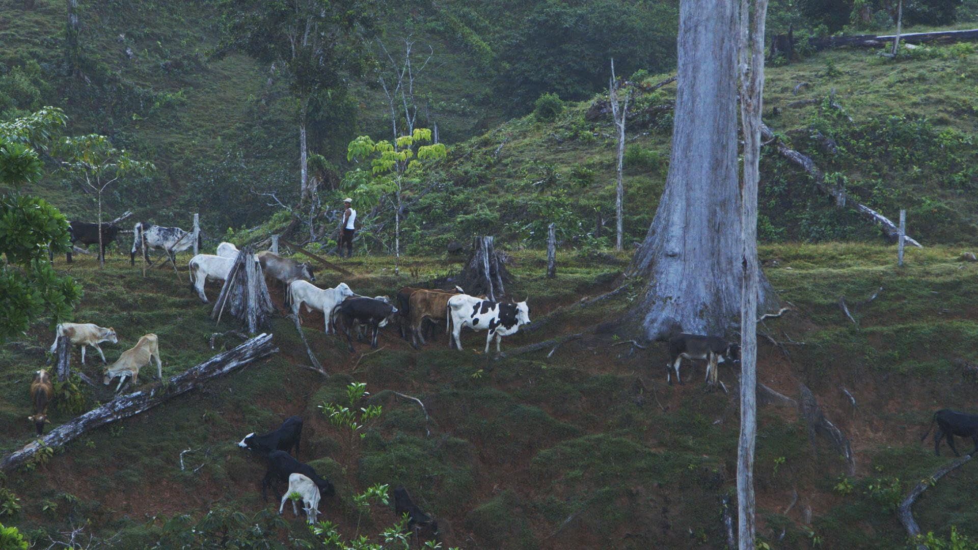Ganaderos en un área deforestada, en un fotograma del documental 'Patrullaje' (2023).