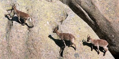 Un grupo de cabras en la Pedriza, en las estribaciones del parque regional de la Cuenca Alta del Manzanares.