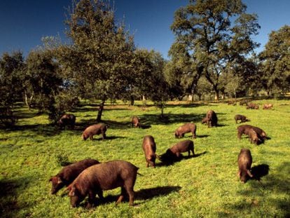 Una piara de cerdos ib&eacute;ricos pastando en Jabugo, Huelva. 