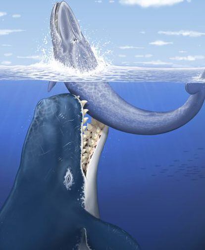 Representación artística del cachalote bautizado <i>Leviathan melvillei</i> atacando, hace 12 millones de años, a una ballena barbada en aguas de lo que hoy es Perú.