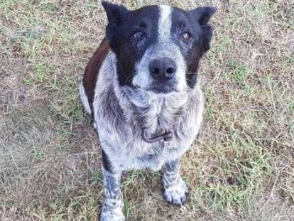 'Max', el perro que permaneció con una niña perdida en un bosque de Australia durante 16 horas.