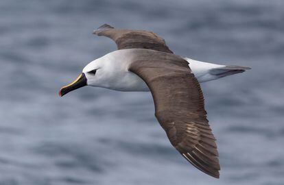 Albatros de pico fino, 21 de agosto de 2016. Cayón de Perth (Australia)