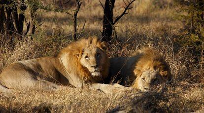Un cazador furtivo, devorado por leones en Sudáfrica | Mundo animal | EL  PAÍS