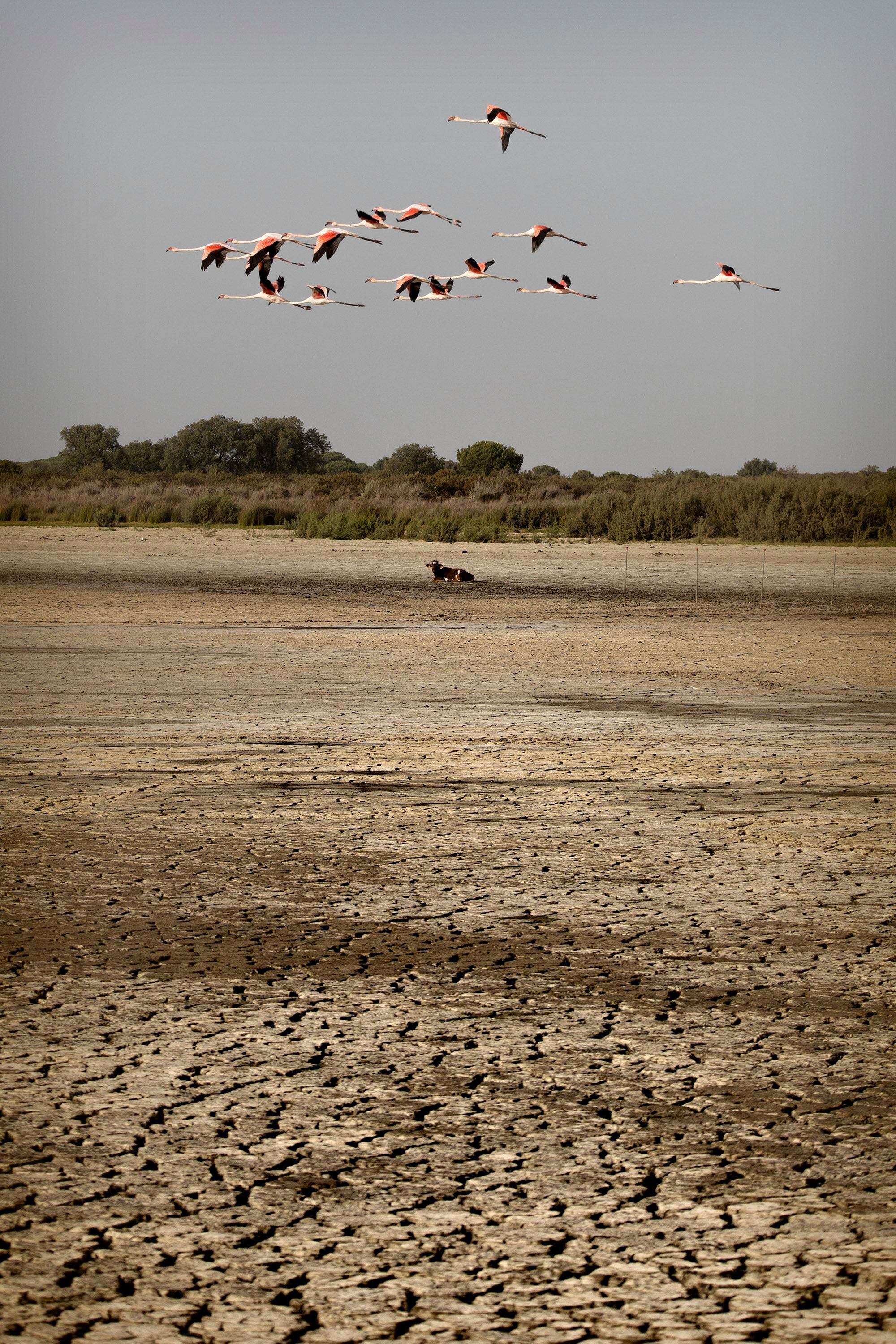 Un grupo de flamencos volaba sobre la laguna seca de Santa Olalla en la que descansaba una vaca. 