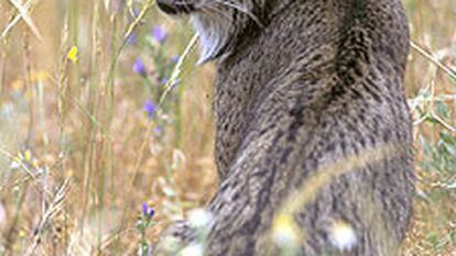 Un lince ibérico en el parque nacional de Doñana.