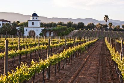 El Valle de Guadalupe está considerado como la mayor zona vinícola de México. Es un terruño seco y mineral en medio de las montañas. Hay un muchísimas bodegas repartidas por los ranchos. Hay que llevar coche. Las más potentes son L.A. Cetto, Monte Xanic y Las Nubes. Para comer, te recomendamos. 1. Laja, el primer restaurante de Jair Téllez (Merotoro y Amaya en Ciudad de México), pionero de la cocina baja-med (cocina de producto, costa y huerta, inspirada por la limpieza en la ejecución de la cocina mediterránea), ¡Qué raviolis rellenos de cordero!. 2. Corazón de tierra, otra joya baja-med del chef Diego Hernández (el de Conchita en Ciudad de México), está dentro de uno de los ranchos con bodega, Vena Cava, que también tiene un hotelito coqueto, La Villa del Valle, con un jacuzzi a cielo abierto en medio del desierto.