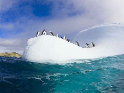 Un grupo de pingüinos chinstrap sobre un iceberg en las islas Shetland del sur, en la Antártida.