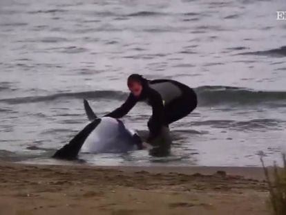 Dofí rescatat per un agent dels Mossos.