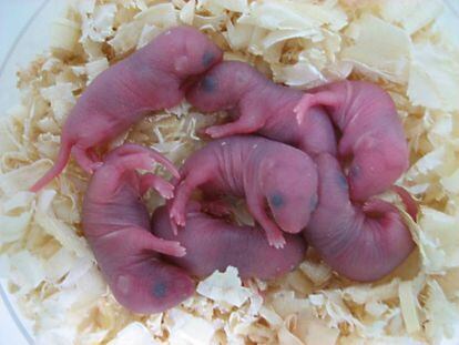 Las cr&iacute;as de ratones nacidos sin trisom&iacute;as.