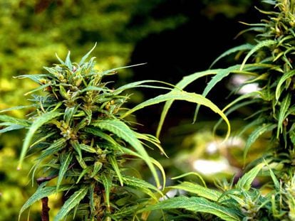 El cultivo de marihuana tiene un gran impacto medioambiental que se podría reducir produciendo cannabinoides con levaduras