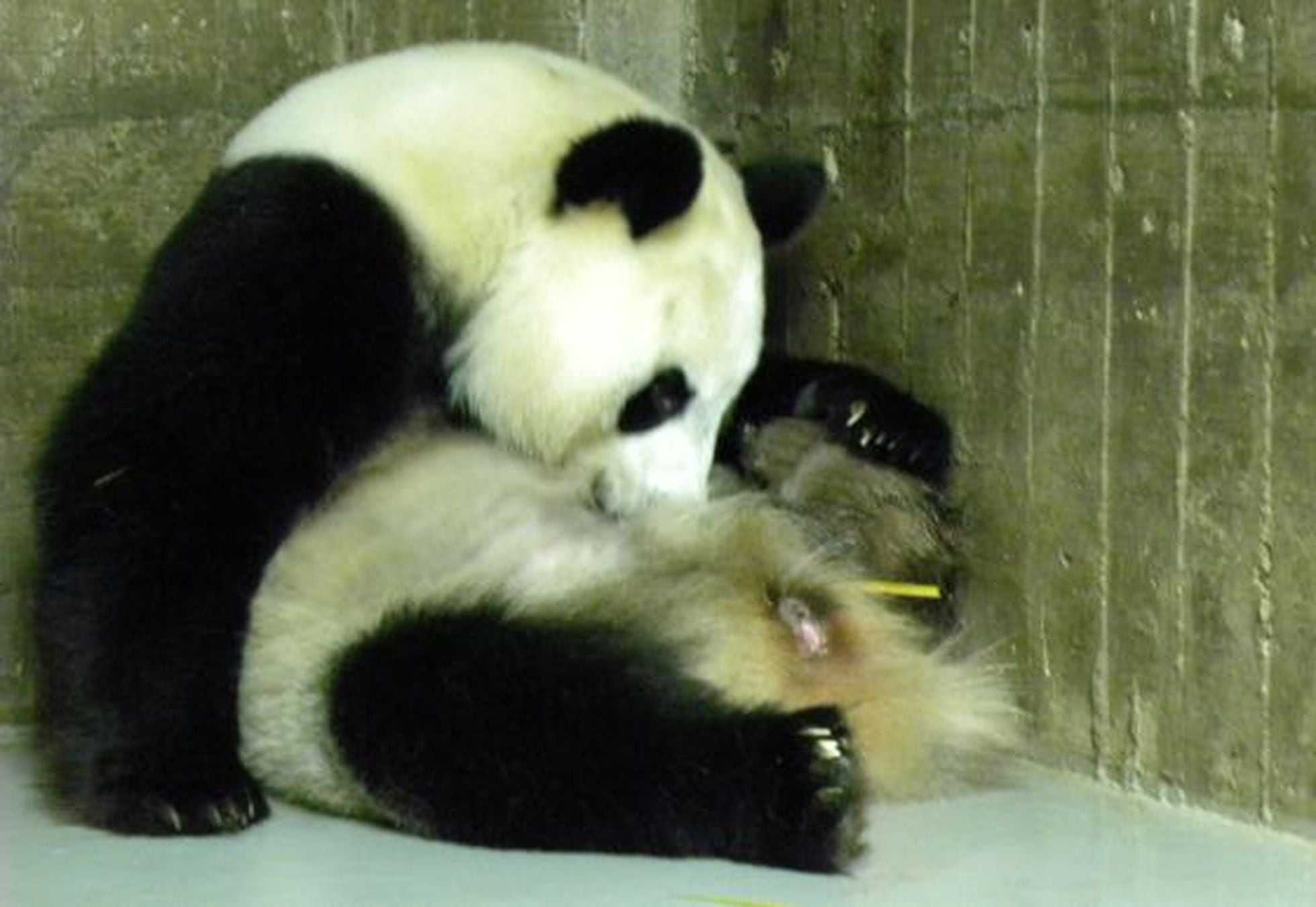 hua-zui-ba-la-panda-gigante-del-zoo-mam-por-tercera-vez-madrid