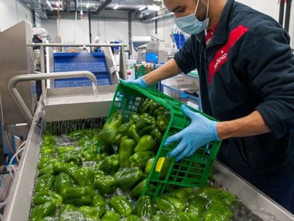 Ana Botín monta un centro de procesado de frutas y verduras
