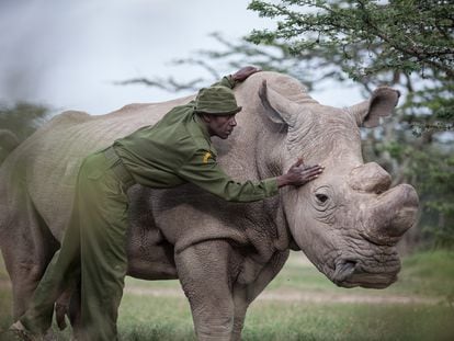 Mohammed Doyo, cuidador principal, acaricia al rinoceronte Sudan. El último rinoceronte blanco del norte macho.