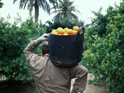 Un recolector carga un cesto lleno de naranjas en Algemes&iacute;, comarca de la Ribera Alta.