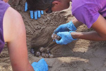 Los técnicos manipulan los huevos depositados por la tortuga marina en la playa de Tarragona.