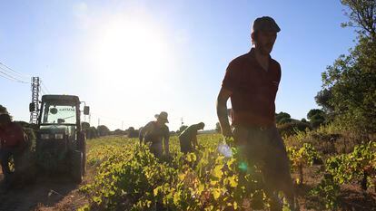 Un agrocultor recoge las uvas en un capazo durante la vendimia en la Bodega las Moradas de San Martín, en la localidad madrileña de San Martín de Valdeiglesias