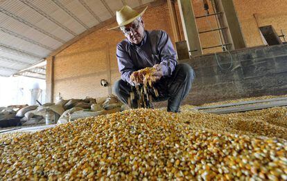 Un agricultor de Paraguay analiza ma&iacute;z transg&eacute;nico