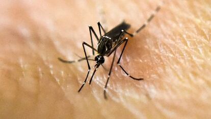 Un mosquito portador del virus del zika