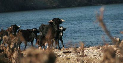 Algunos de los 20 toros abandonados en la Illa del Bous en el río Ebro en Tarragona.