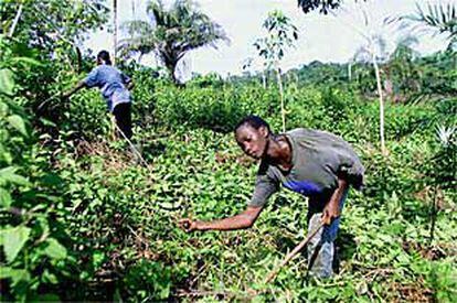 Dos menores de los 15.000 que trabajan en labores agrícolas en Costa de Marfil, en una imagen del pasado abril.