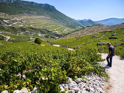 La bodega Milos de Ponikve en Pelješac produce vinos con las variedades Plavac mali y Rukatac. Los viñedos están situados en la vertiente sur, desde la bahía de Prapratno hasta Ponikva.