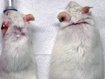 Los ratones con la modificaci&oacute;n gen&eacute;tica engordaban menos que otros al tomar una dieta con mucha grasa