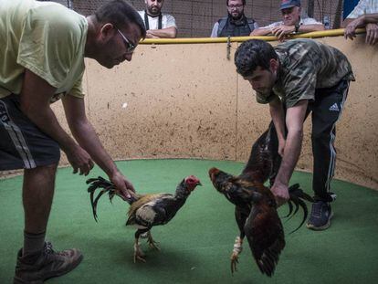 Entrenamiento de gallos para pelea en G&aacute;ldar, al norte de Gran Canaria este mes. 