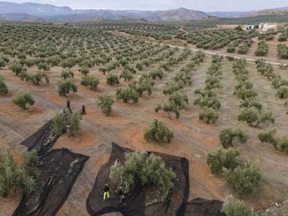 Vista área de un campo de olivos en Jaén.