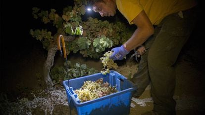 Viticultores recogiendo uva en Jerez de la Frontera por la noche.