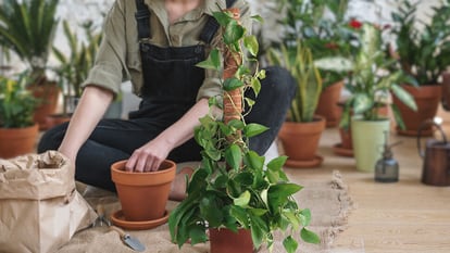 Uno de los pasos a seguir es trasplantar las plantas a una maceta más grande cuando empiecen a crecer.