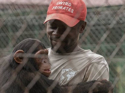 Ephraim Ngiribwa, uno de los empleados del Centro de Rehabilitación de Primates de Lwiro, abraza a un joven chimpancé. 