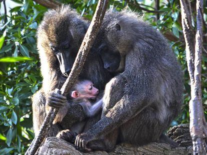 La cría de dril, junto a Abuja y Rafiki, sus padres.