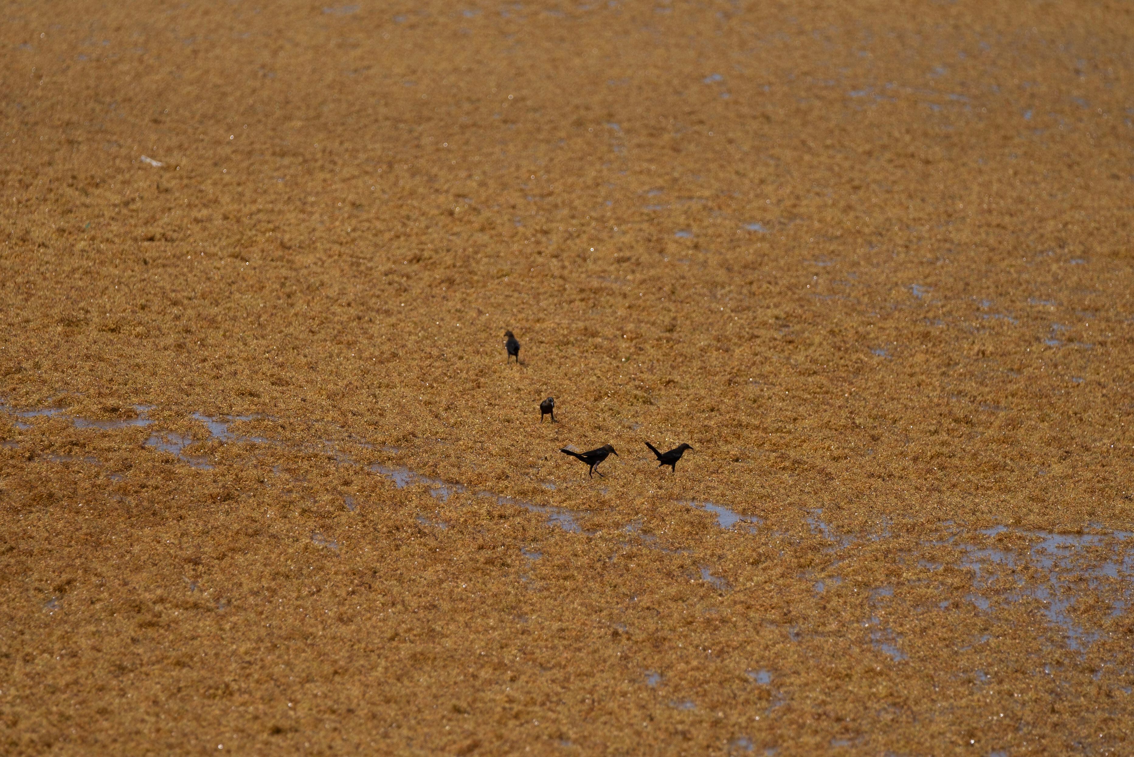Pájaros caminan sobre una cubierta de sargazo en la costa caribeña de Tulum, en agosto de 2022.
