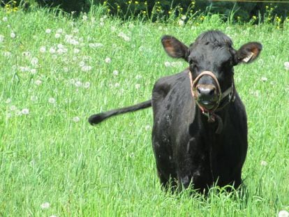 Ejemplar de vaca canadiense en una granja de Quebec