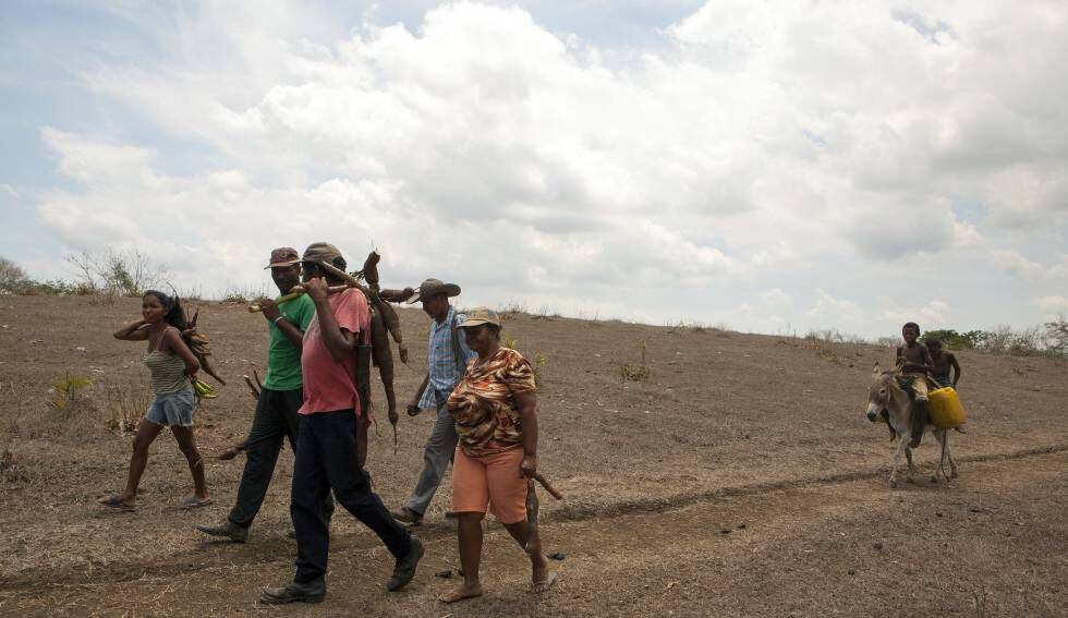 Un grupo de campesinos del norte de Colombia vuelve a casa con la cosecha de yuca.