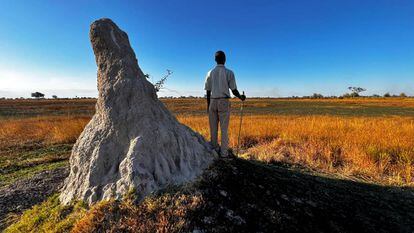 Papillón, guía nativo de la localidad de Boro, otea el horizonte en busca de animales en un safari a pie por el delta del Okavango.