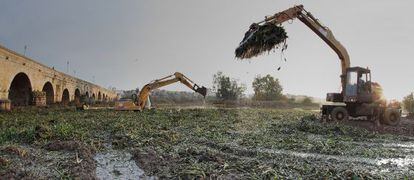 Máquinas recogiendo el camalote, planta invasora que se extiende por el Guadiana, a su paso por Extremadura.