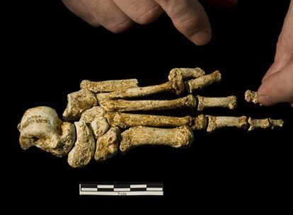El pie del 'Homo floresiensis', el 'Hobbit'