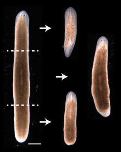 La imagen muestra cómo de una planaria cortada en tres, surgen tres planarias.