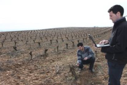 Dos trabajadores de Emilio Moro en los viñedos de la bodega.